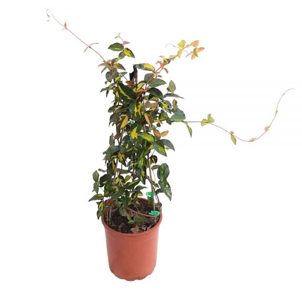Trachelospermum -Iasomie Tricolor Grecia