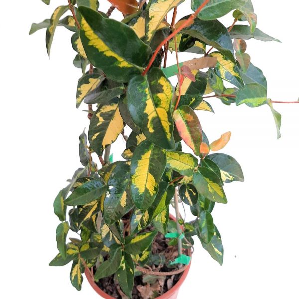 Trachelospermum -Iasomie Tricolor Grecia