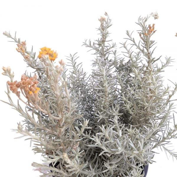 Curry - Planta aromatica Grecia