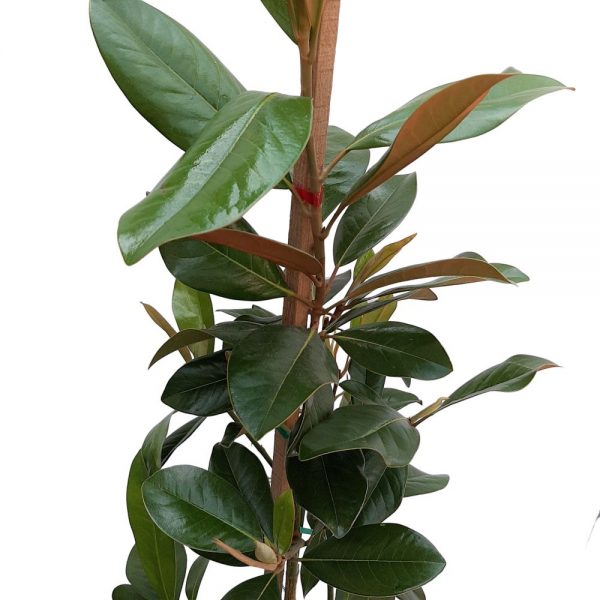 Magnolia Grandiflora Grecia