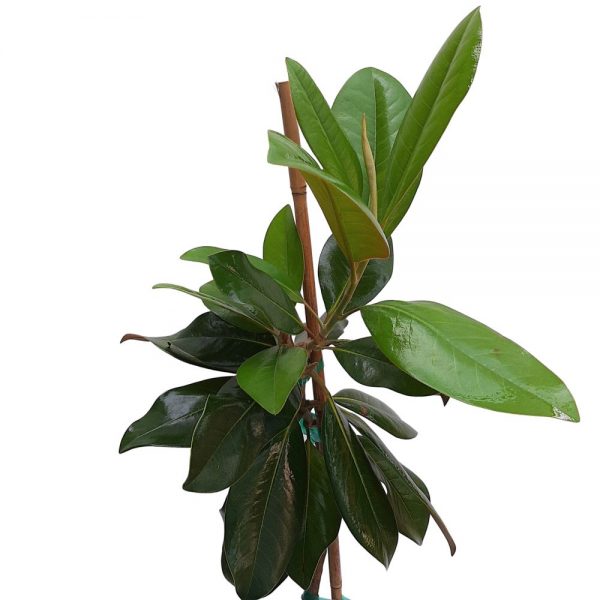 Magnolia Grandiflora Grecia 90-110 cm