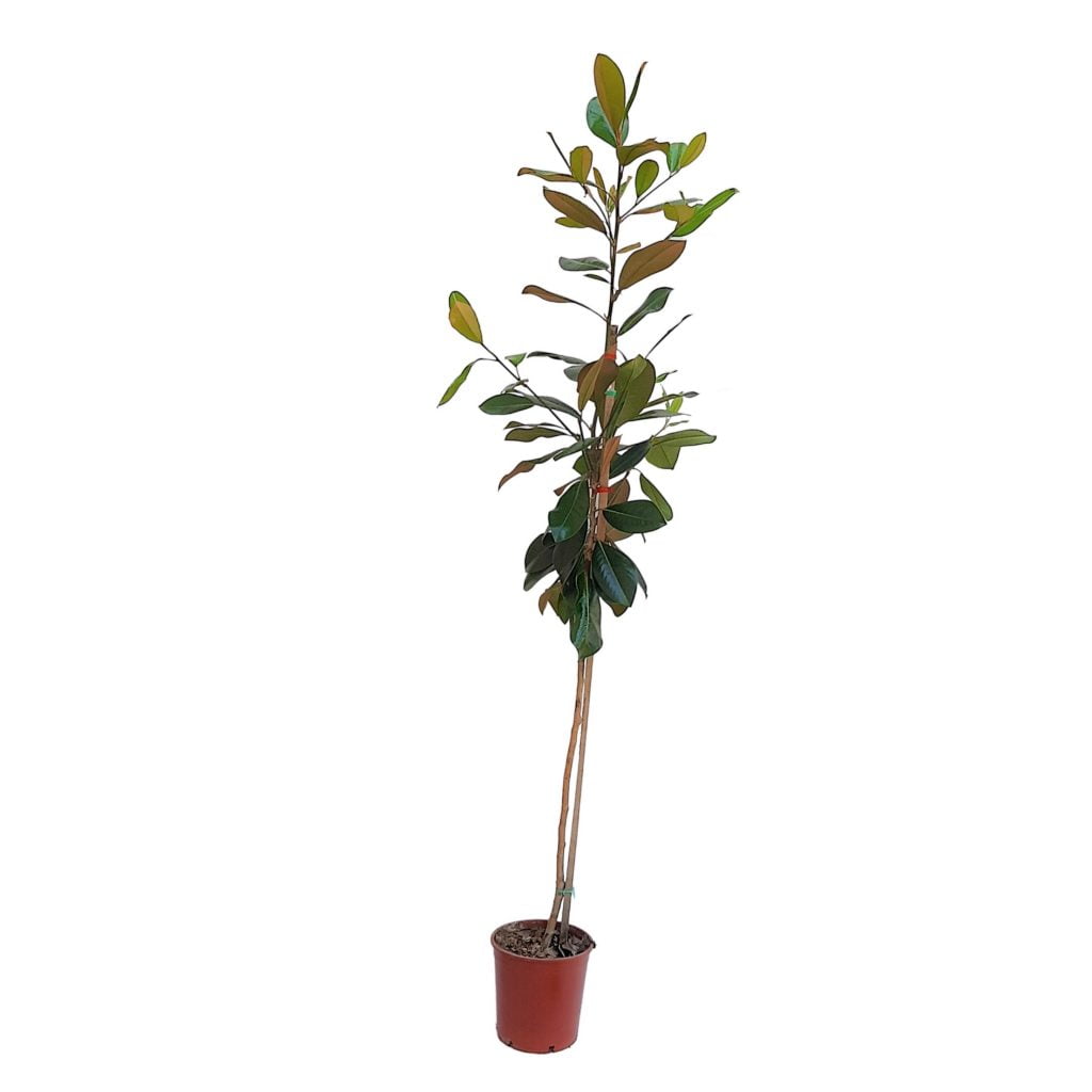 Magnolia Grandiflora Grecia 220 cm