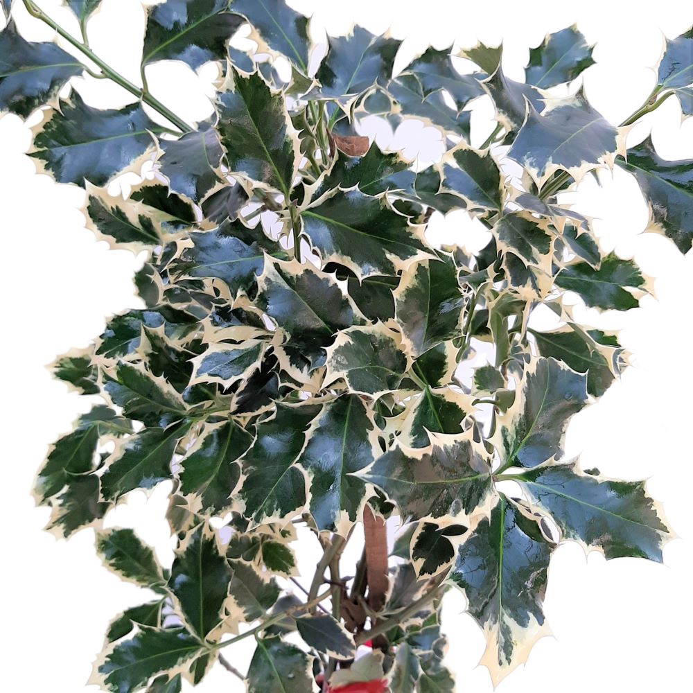 Ilex Variegat Ilex Variegat