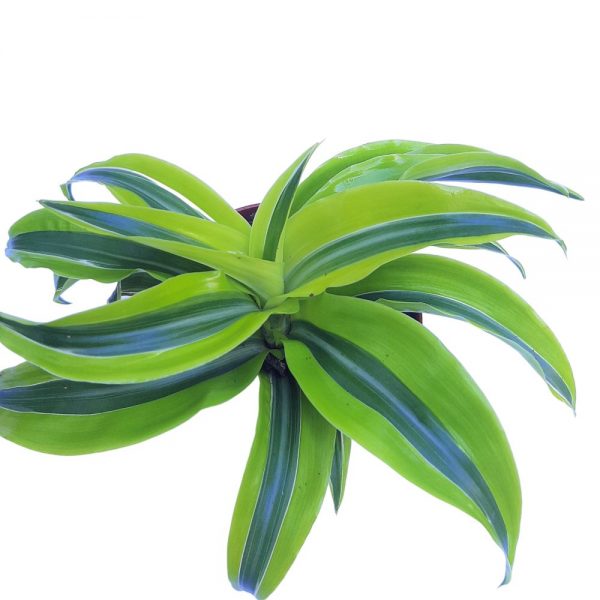 Dracaena mix de sortimente