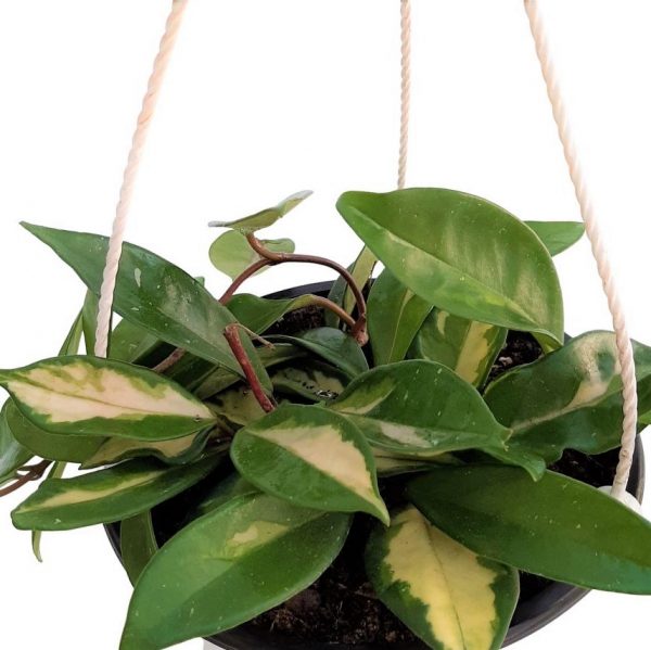 Hoya Tricolor Bol