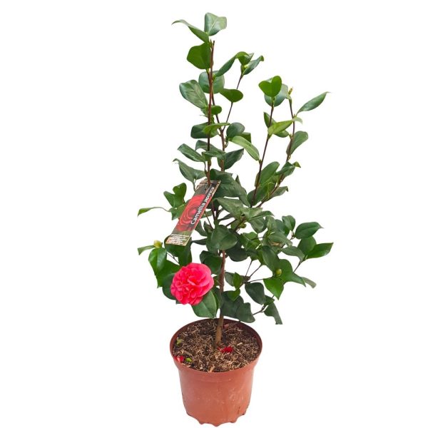 Camelia japonica 70 cm