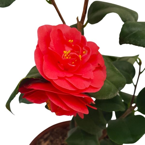 Camelia japonica 70 cm