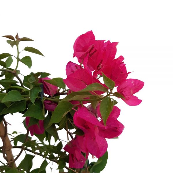 Bougainvillea Dania -Floare de hartie