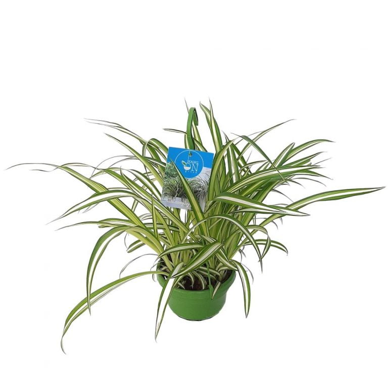 Chlorophitum Mediu