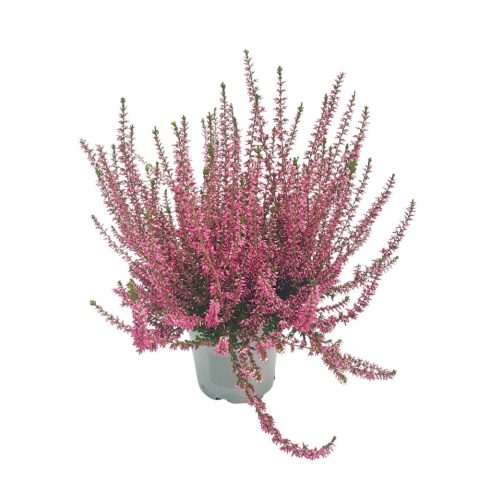 Calluna vulgaris, Iarba Neagră, flori roz dense în ghiveci