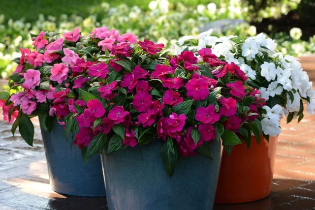 Impatiens sau Sporul Casei, ingrijire corespunzatoare