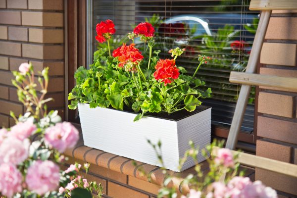 Jardiniera Lamela Begonia Dluto