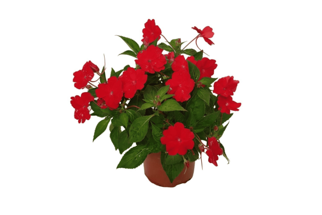 planta Sporul casei, specie rosie