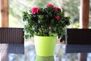 Ghiveci Lamela Magnolia - Verde