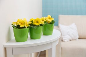 Ghiveci Lamela Magnolia - Verde