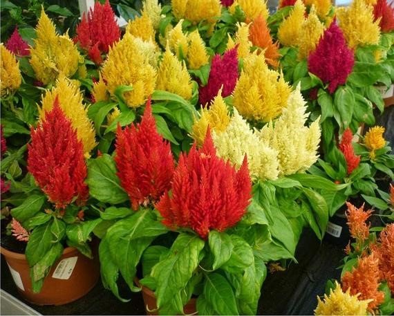 CELOSIA PLUMOSA (CREASTA COCOSULUI) 