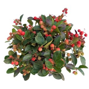 Gaultheria Standard