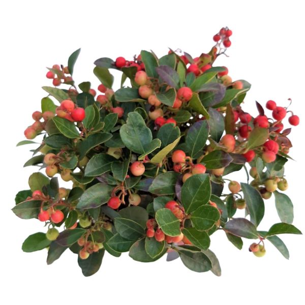 Gaultheria Standard