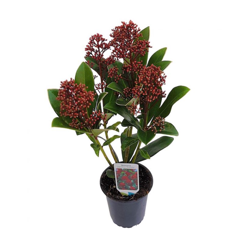Skimmia Japonica Rubella D 9