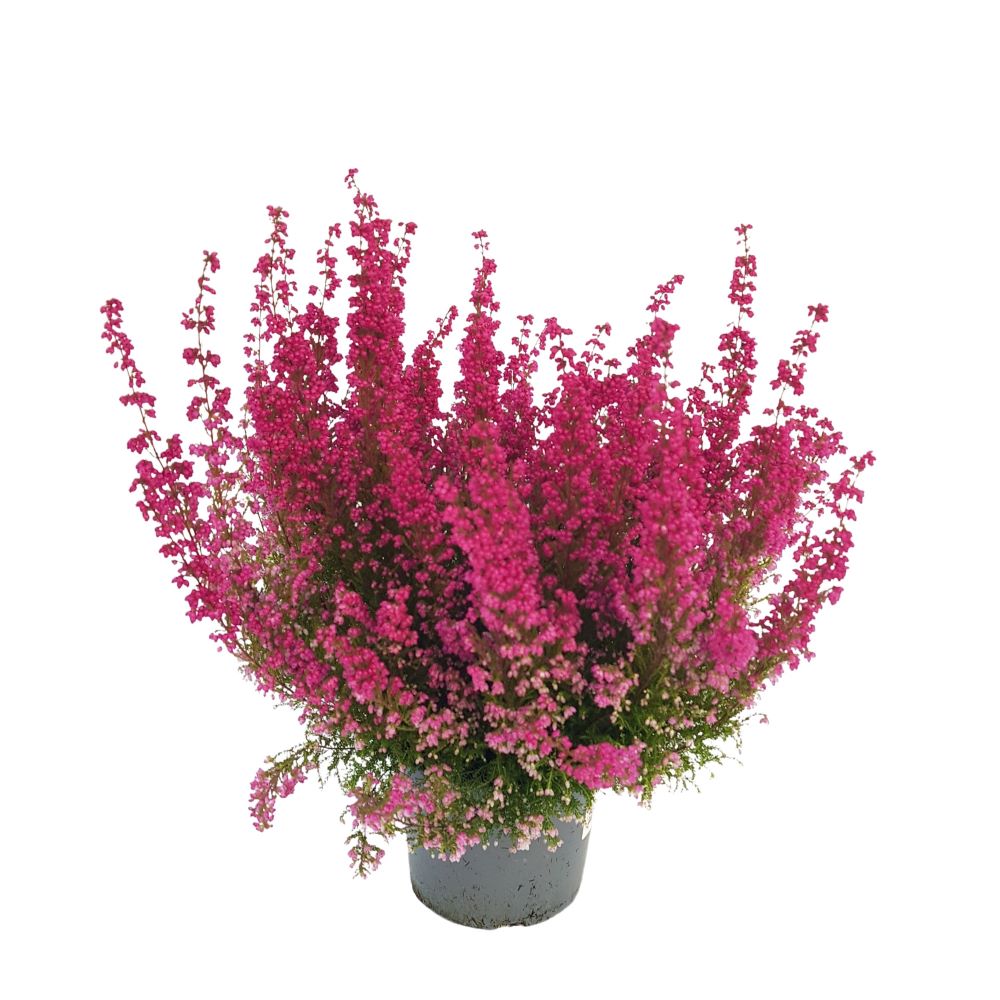 Erica Gracilis D 17