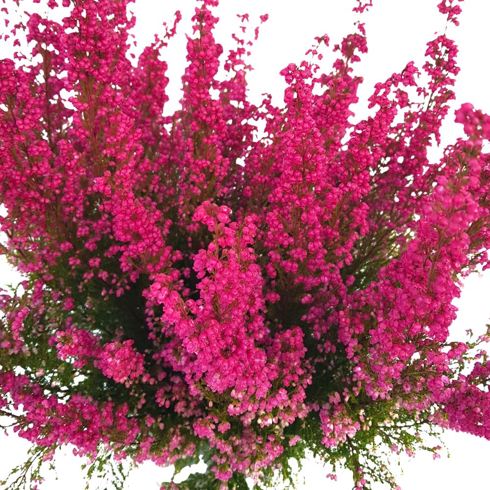 Erica Gracilis D 17 Erica Gracilis D 17