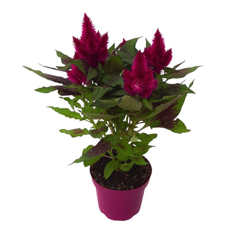 Celosia Deep Purple