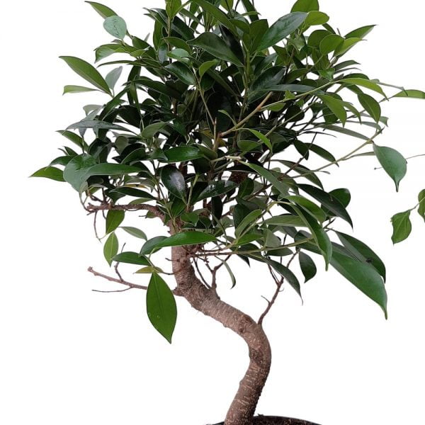 Bonsai Ficus Ginseng