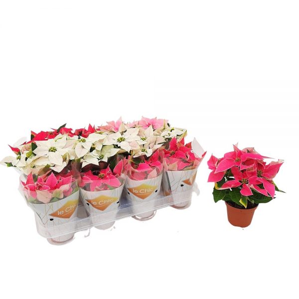 Euphorbia Princettia Daye mica