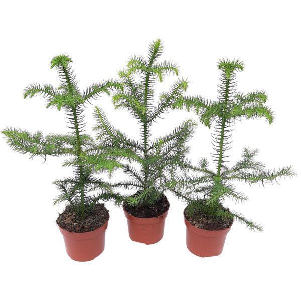 Araucaria Heterophylla