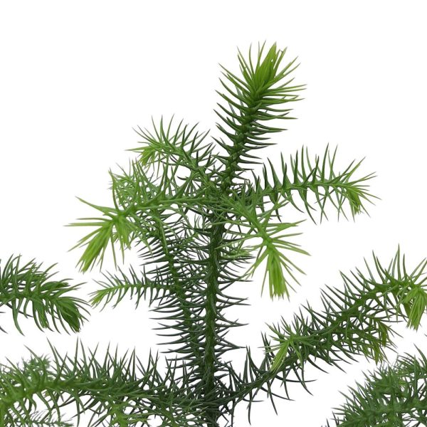 Araucaria Heterophylla