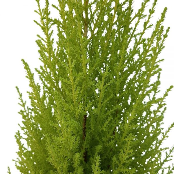 Cupressus Goldcrest Wilma D 13