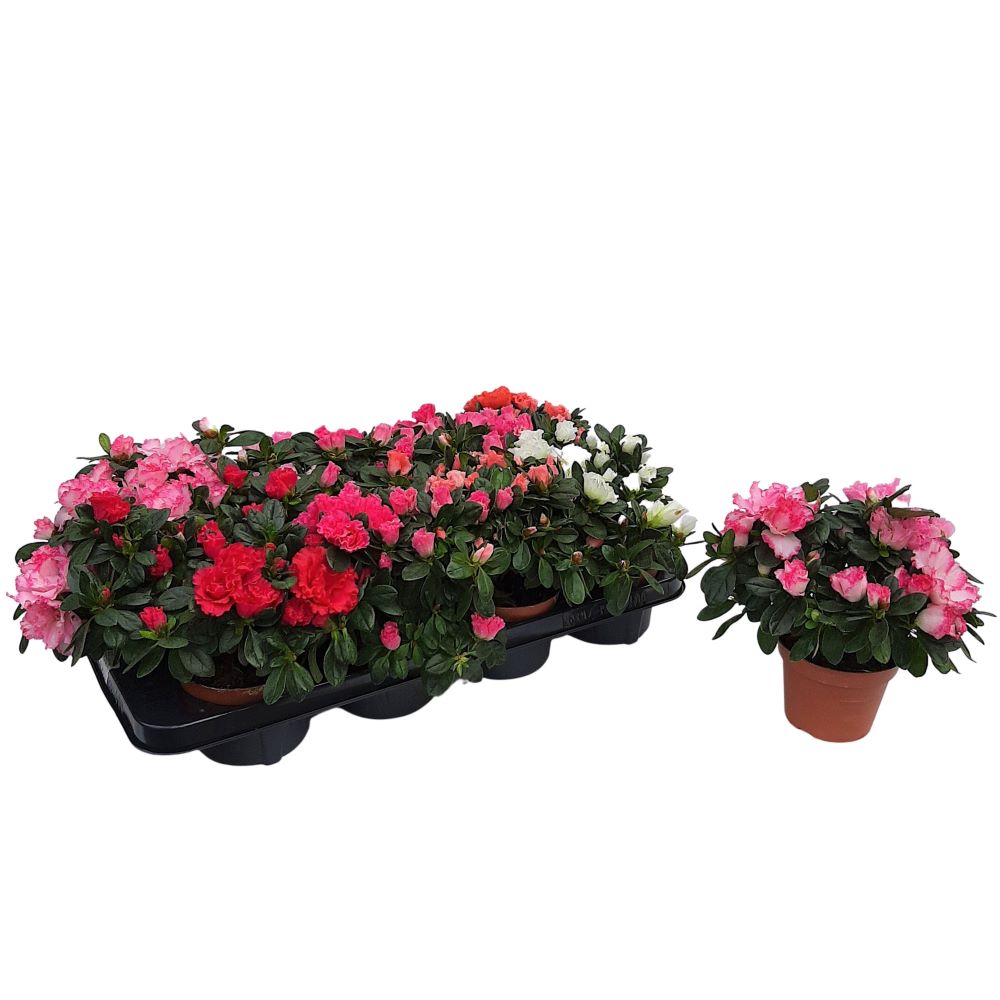 Rhododendron Azalee D 11