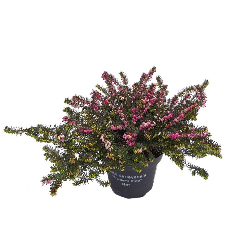Erica darleyensis - Green
