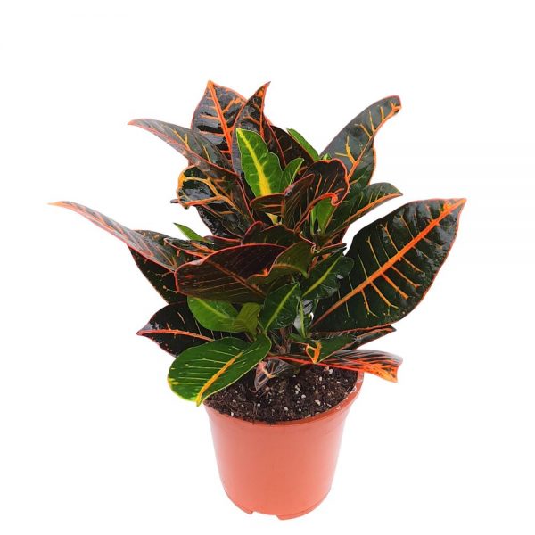 Codiaeum Petra D 17