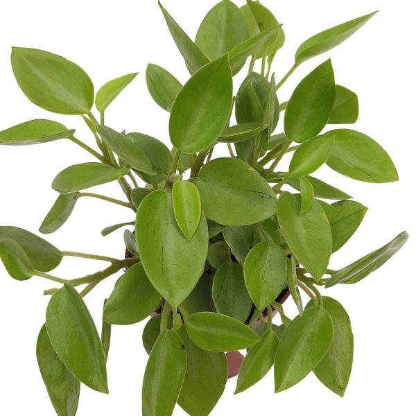 Peperomia Green Pixie