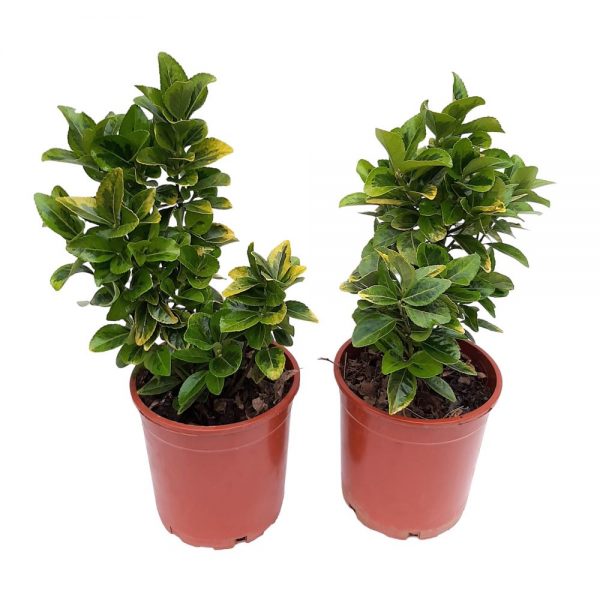 Euonymus Grecia