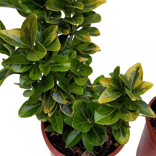 Euonymus Grecia