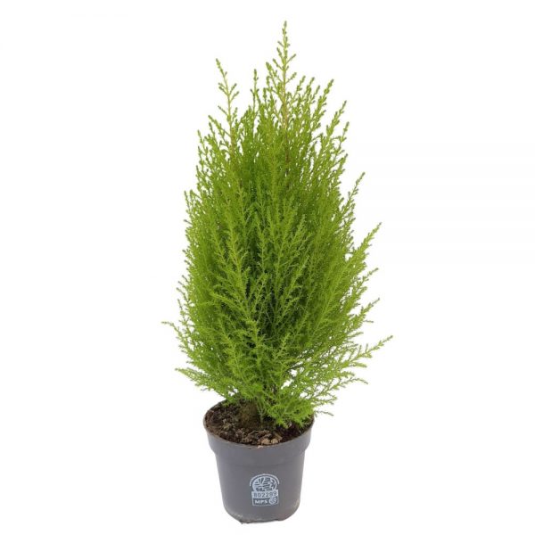 Cupressus Goldcrest Wilma D 13