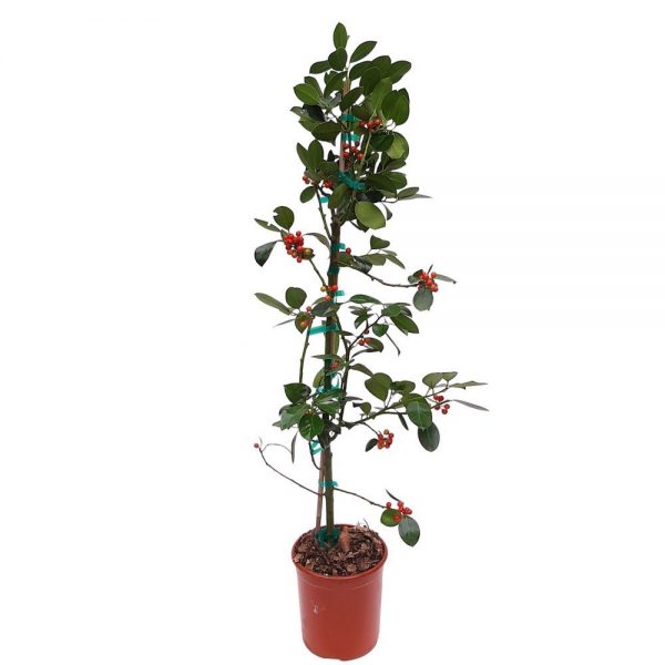 Ilex Verde Grecia