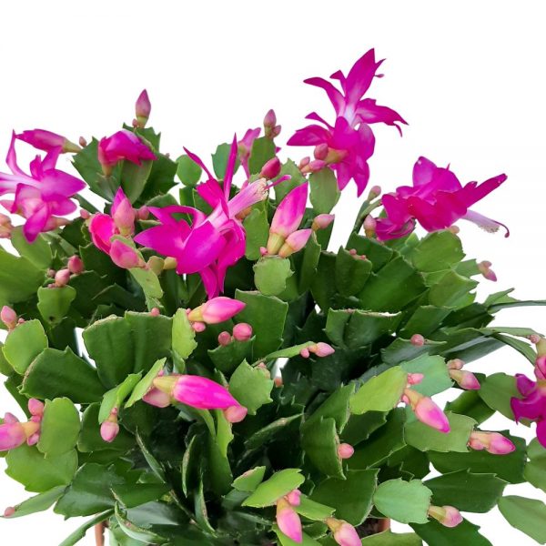 Craciunica - Schlumbergera D 19