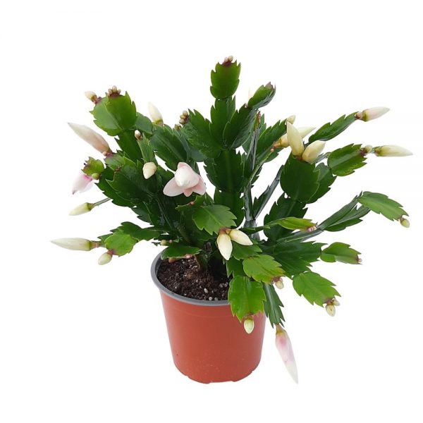 Schlumbergera