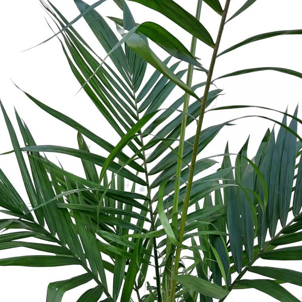 Tico Palm - Palmier
