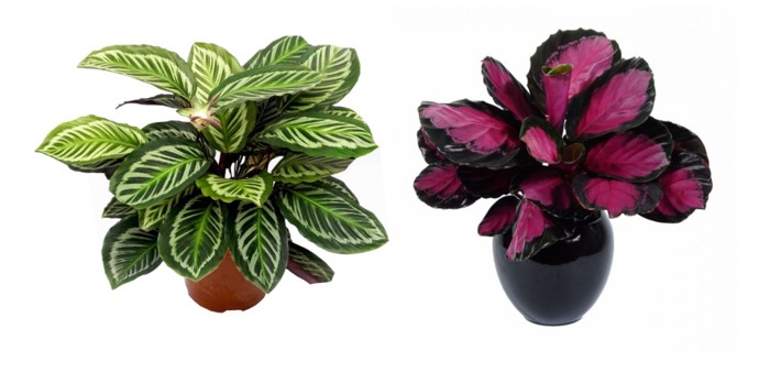 calathea 3
