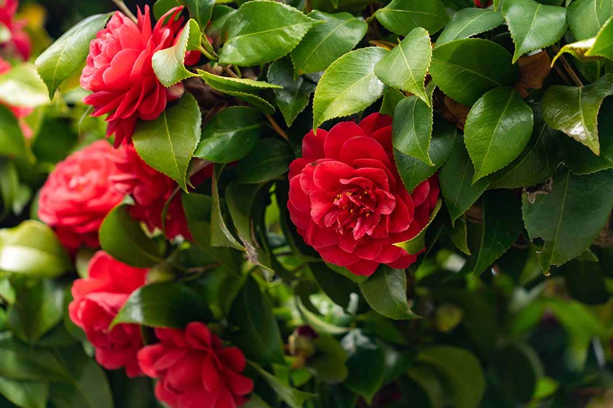 Camelia Japonica rosie