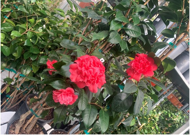 camelia japonica
