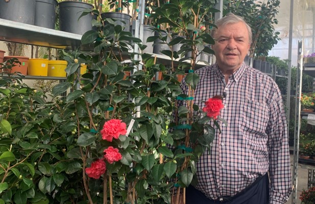 camelia japonica 2