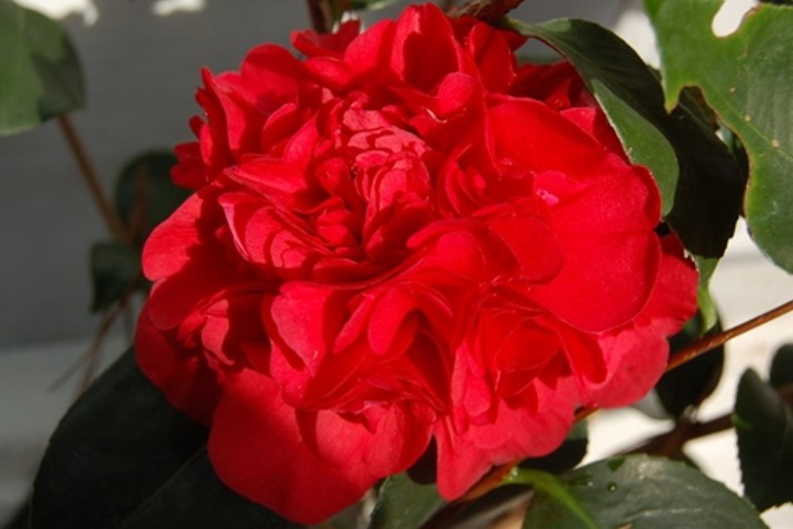 camelia japonica 3
