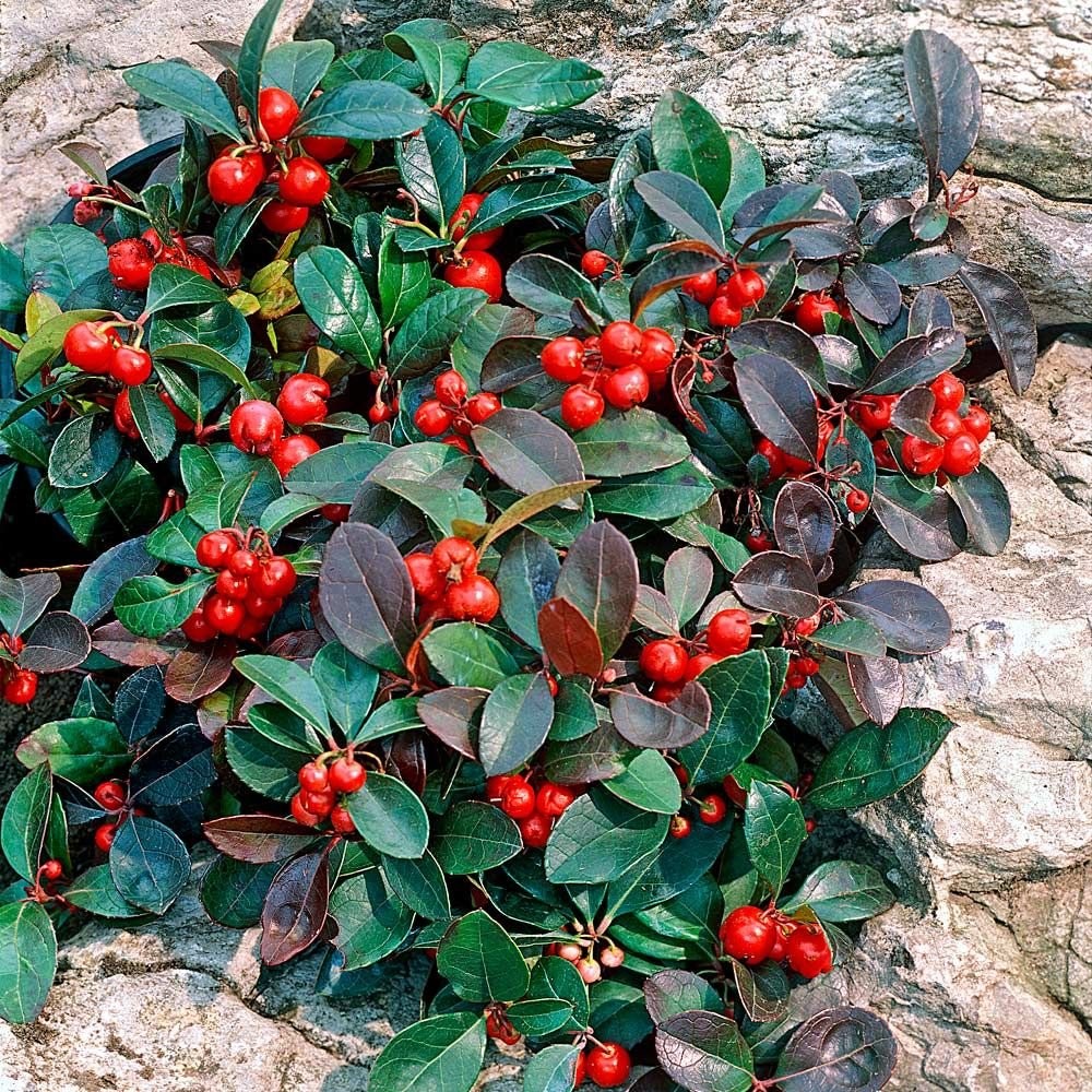 gaultheria 1