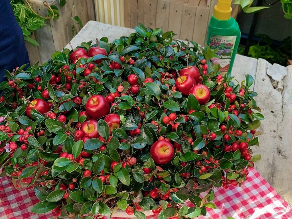 gaultheria 5