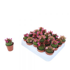 Cactus Mini Mamilaria
